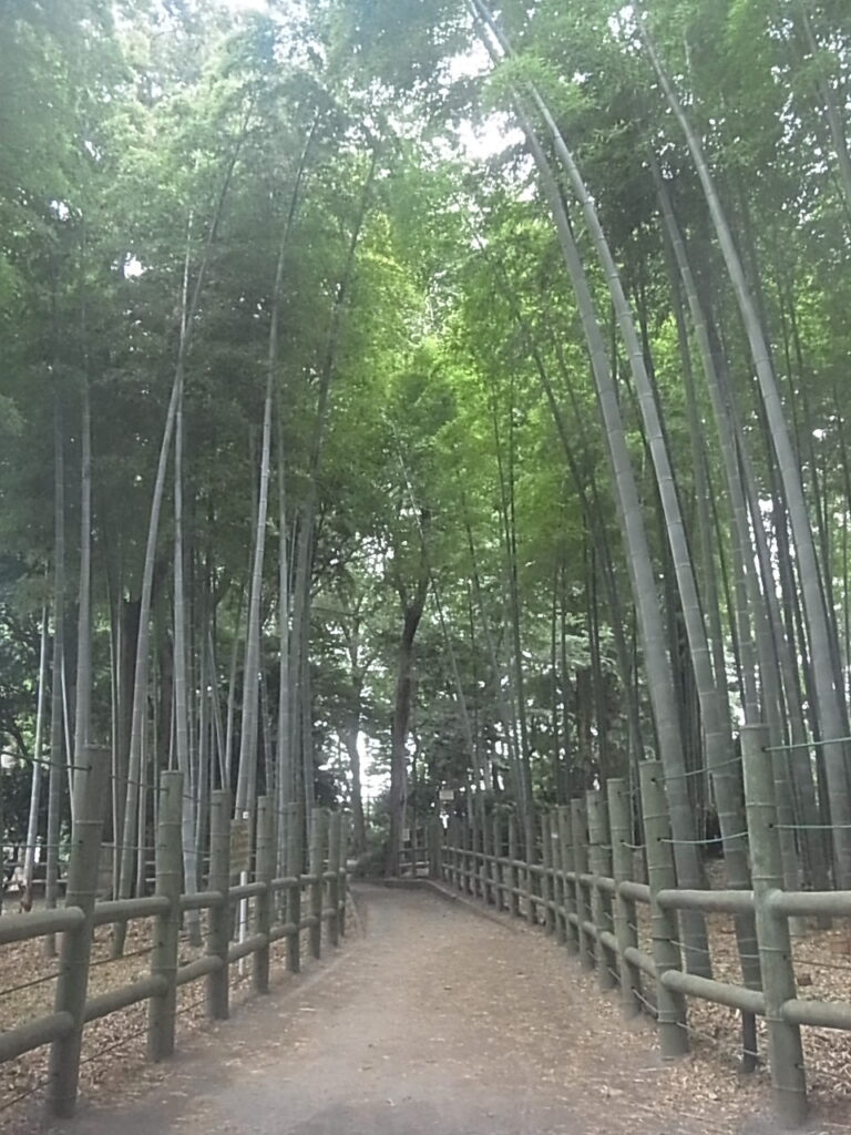 竹林